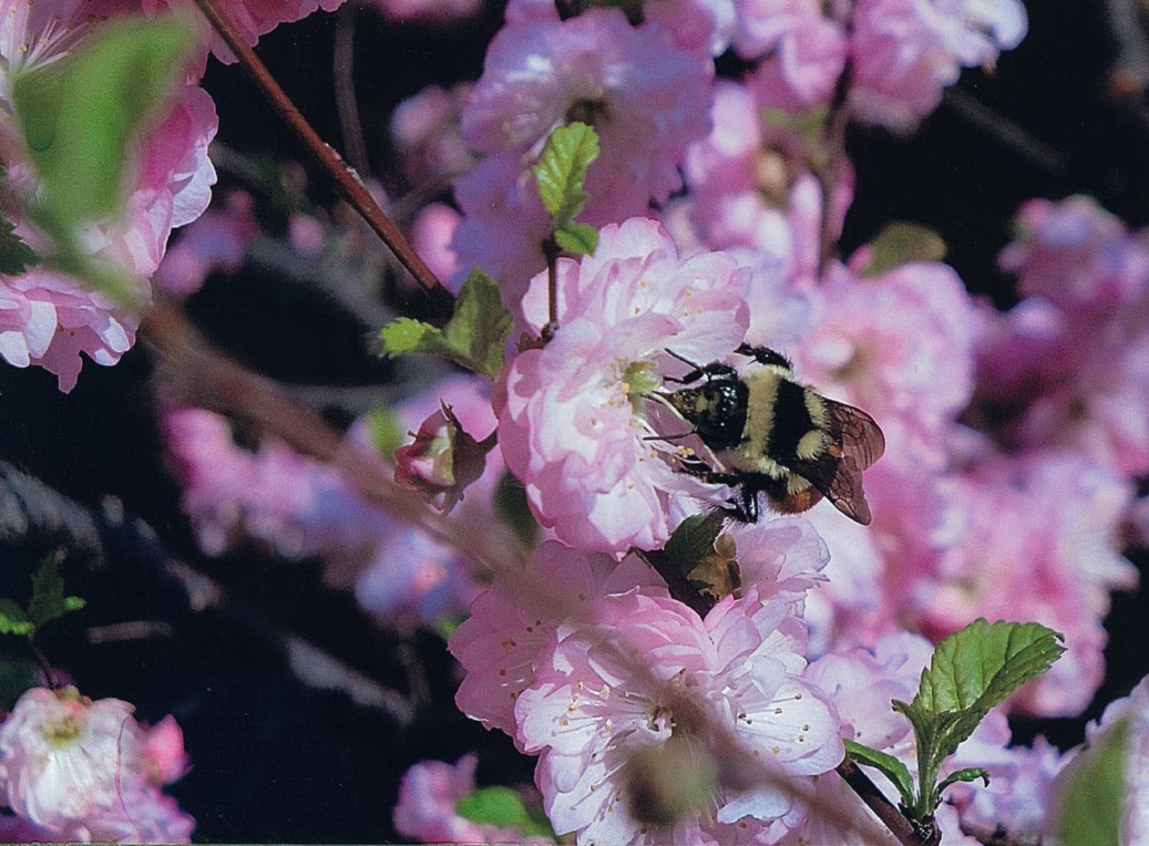 Pictures of Pilgrim's Rest